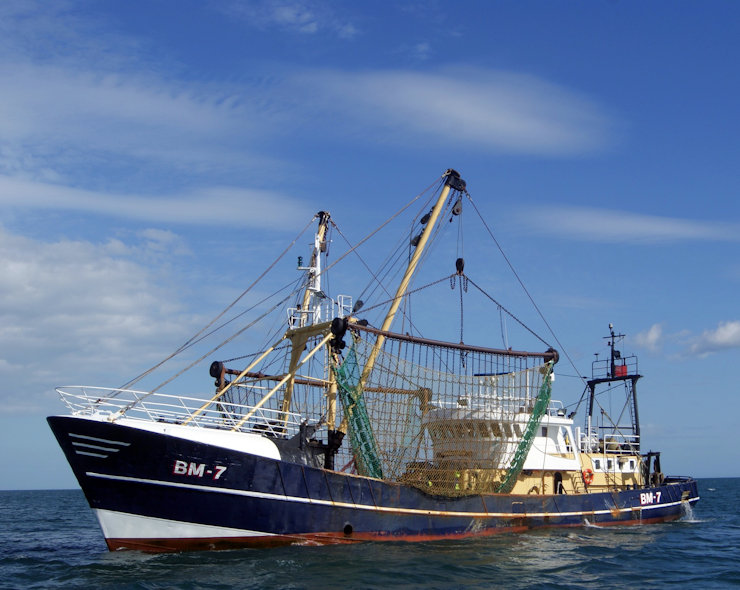 Allfish le sirve el pescado y marisco directo desde la lonja